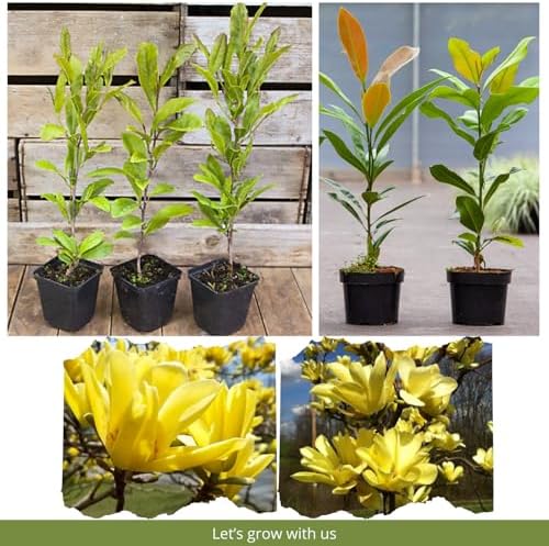 Yellow Bird Magnolia Live Plant, Flower Tree, 6-12 Inch Tall, 2.5 Inch Pot - Image 3