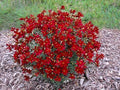 Greenwood Nursery: Live Perennial Plants - Hot Paprika Tickseed + Coreopsis Verticillata - [Qty: 3X Pint Pots] - (Click for Other Available Plants/Quantities) by GreenwoodNursery