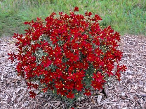 Greenwood Nursery: Live Perennial Plants - Hot Paprika Tickseed + Coreopsis Verticillata - [Qty: 5X Pint Pots] - (Click for Other Available Plants/Quantities) by GreenwoodNursery