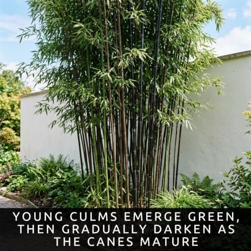 222 Black Bamboo Seeds | Phyllostachys Nigra Seeds for Planting - Image 3