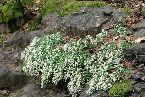 Perennial Farm Aster Ericoides ‘Snow Flurry’ (White Heath Aster) – Live Perennial in #1 Container, Low-Growing White Daisy-Like Blooms, Compact Groundcover, Great for Edging & Pollinator Gardens - Image 3