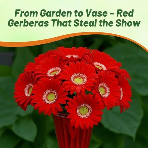 Outsidepride Red Gerbera Seeds - 10 Pcs Perennial, Compact & Low Maintenance, Flower Seeds for Planting w/Mounding Foliage & Vibrant Red Blooms, Ideal for Garden Landscaping & Cut Flower Arrangements - Image 4