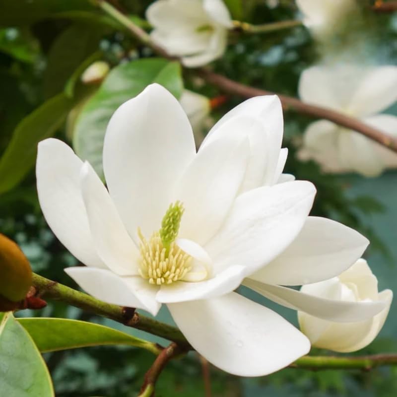 White Magnolia Flower Tree, Hardy Ornamental Flowering Plant, Gallon Pot - Image 2