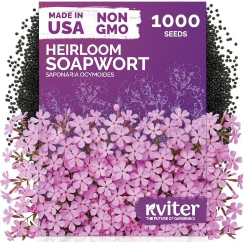 1,000 Soapwort Heirloom Flower Seeds for Planting, Saponaria Ocymoides by KVITER