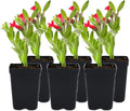 Island Snapdragon 6 Live Plants (Galvezia speciosa) – California Native Evergreen Shrub for Outdoor Gardens, Hummingbird Friendly Flowers, Drought Tolerant Landscaping by MyHomePark