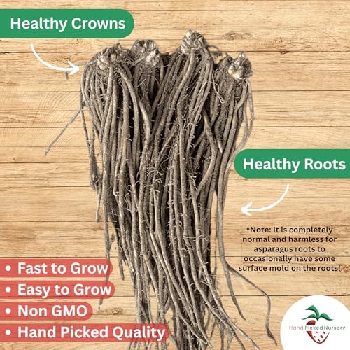 Mary Washington Asparagus Roots - Heirloom, Bare Root 2yr Asparagus Crowns from Hand Picked Nursery (25) - Image 2