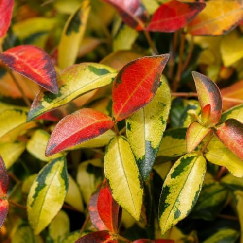 Jasmine Summer Sunset | 10 Live Quart Size Plants | Trachelospermum Asiaticum | Colorful Ground Cover | Ornamental Foliage Plants - Image 3