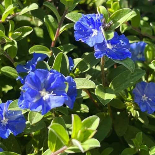 3 Blue Daze Evolvulus Plants Live, Blue Flowering Ground Cover, 4-6" Height - Image 4