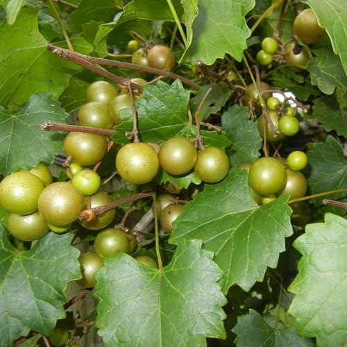6 Muscadine Black Grape Vine Cuttings – 6–8 Inch Live Cuttings, No Roots, Green-Fruiting Variety by Pilestone