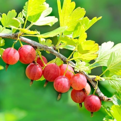Gooseberry Bush Live Plant, Backyard Berry Shrub, 5-9 Inch Tall - Image 6
