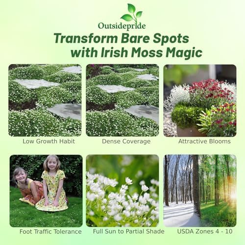 Outsidepride Irish Moss Ground Cover Seeds - 5000 Pcs Perennial Low Growing, Mat-Forming Lawn Alternative, Outdoor Ground Cover Seeds with Shade Tolerance, Ideal for Pathways and Rock Gardens - Image 2