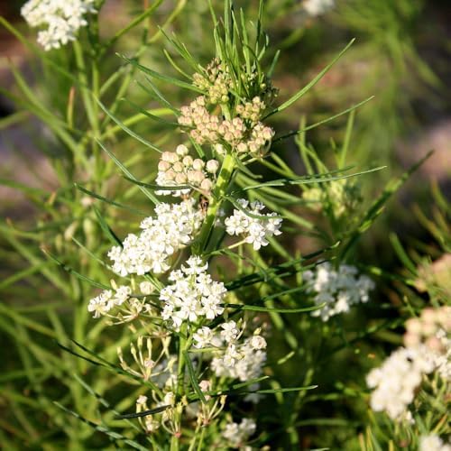 2 White Milkweed Live Plants 4-7 Inches, Asclepias Butterfly Milkweeds - Image 2
