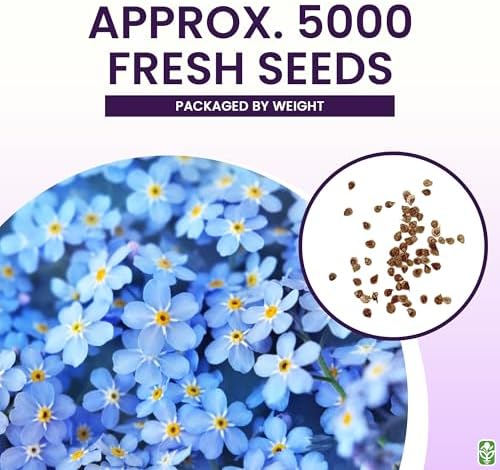 Forget Me Not Seeds - 6000 Flower Seeds - Image 3