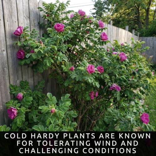 Rugosa Rose Seeds for Planting | 100 Seeds | Fragrant Pink Flowering Shrub - Image 6
