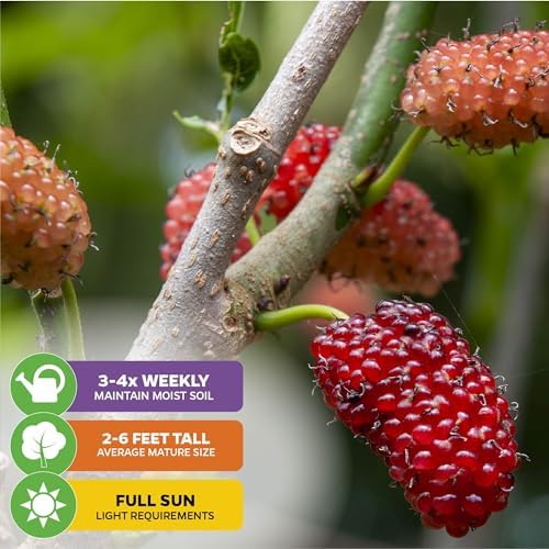 Dwarf Everbearing Black Mulberry Tree (1-Pack) by Wellspring Gardens - Image 4