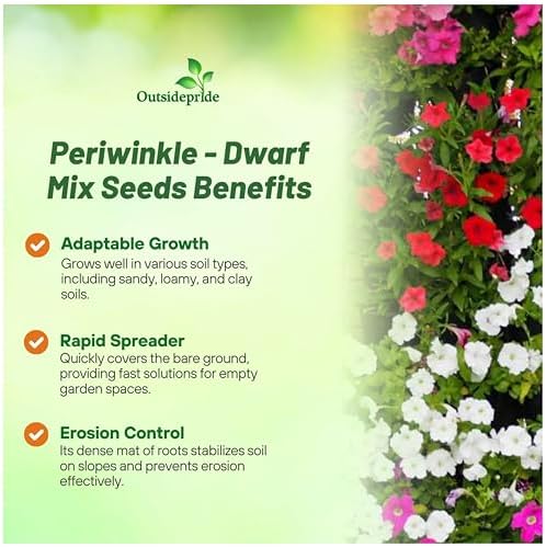 Outsidepride Mix Periwinkle Seeds for Planting – 2000 Pcs Annual, Fast-Blooming, Heat & Drought Tolerant Vinca Flower Seeds with Vibrant Colors Ideal for Gardens, Beds, Borders & Containers - Image 3