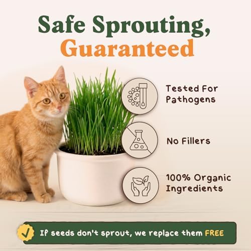 Organic Non-GMO Cat Grass Seeds for Planting Indoor (8 oz) - Image 6