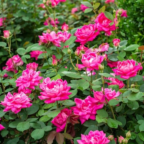 Knock Out 2 Gal. Rose Pink Shrub - Image 3