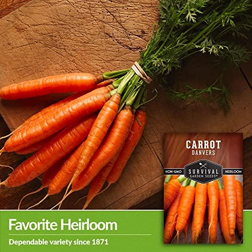 Danvers Carrot Seeds for Planting - Survival Garden Seeds (2 Packs) - Image 4