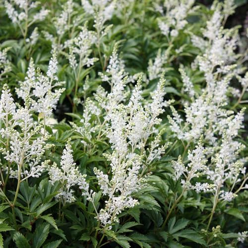 Votaniki Astilbe Deutschland (Japonica Hybrid) Bare Roots – Hardy Perennial for Spectacular White Blooms | Perfect for Shade & Woodland Gardens – Easy to Grow (4 Pack) - Image 2