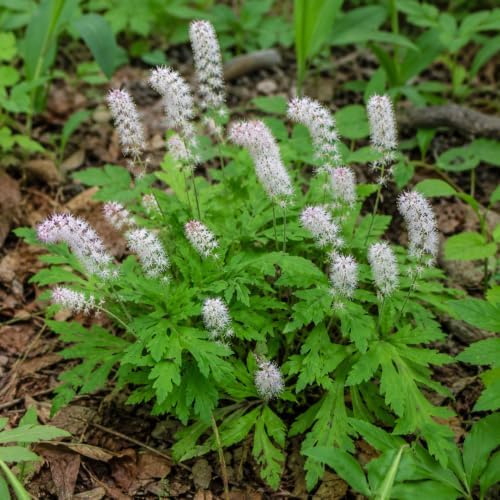 10 Foamflower Bulbs - Live Roots by Unknown