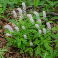 10 Foamflower Bulbs - Live Roots by Unknown