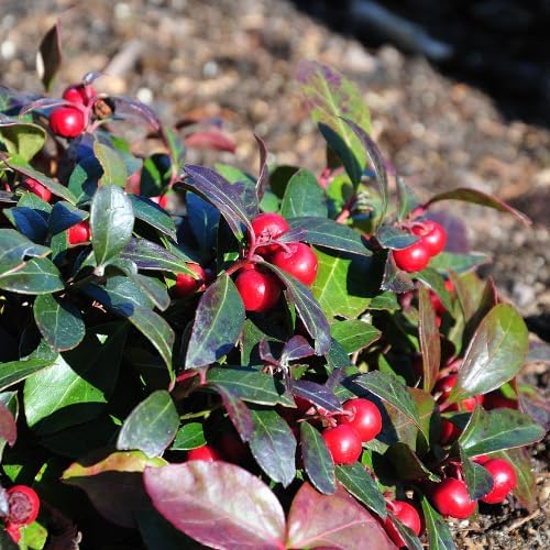 Gaultheria Cherry Live Plant, 4-7" Teaberry Plants - Image 3