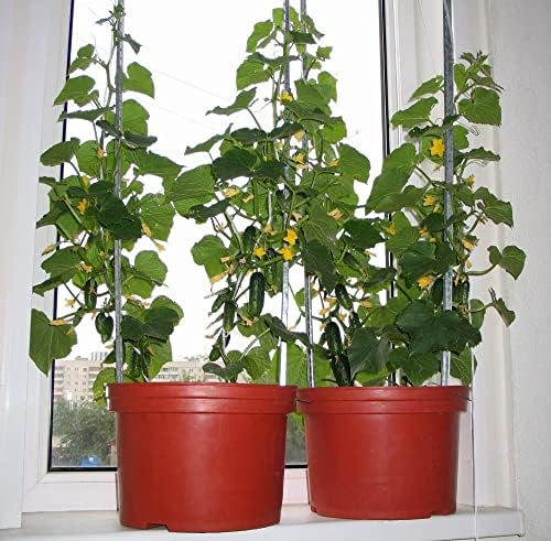 Cucumber Indoor F1 10 Seeds, Compact Variety for Windowsill Growing - Image 5