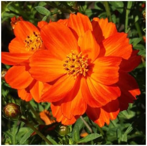 Gold Crest Cosmos - Long Blooming Season - 2 to 3 Feet Tall - Image 4