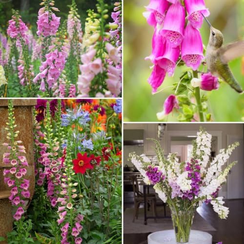 350,000+ Common Foxglove Seeds for Planting, Digitalis purpurea Seeds - Image 6