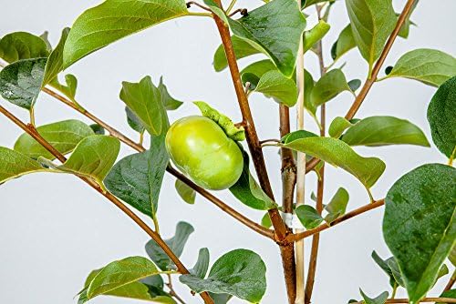 Perfect Plants Fuyu Persimmon Tree, 3-4 ft, Live Plant - Image 3
