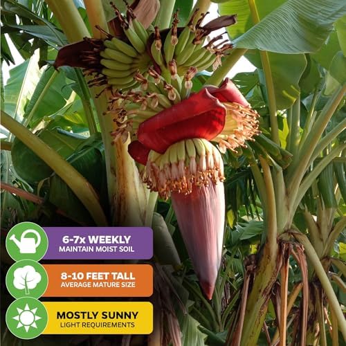 Gran Nain Banana Tree, Grand Nain (2-Pack) Live Plant by Wellspring Gardens - Image 4
