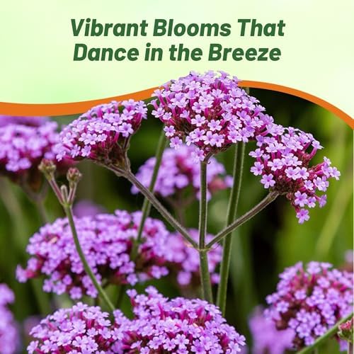 Outsidepride Purpletop Verbena Seeds for Planting - 5000 Pcs. Annual, Drought Tolerant & Easy to Grow, Ground Cover with Fragrant & Vibrant Blooms for Containers, Borders & Pollinator Gardens - Image 6