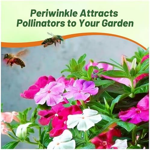 Outsidepride Mix Periwinkle Seeds for Planting – 2000 Pcs Annual, Fast-Blooming, Heat & Drought Tolerant Vinca Flower Seeds with Vibrant Colors Ideal for Gardens, Beds, Borders & Containers - Image 6