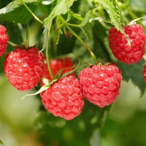 2 Red Raspberry Live Plants, Berry Bush Plant, 4-6 Inch Tall, 4 Inch Pot - Image 3