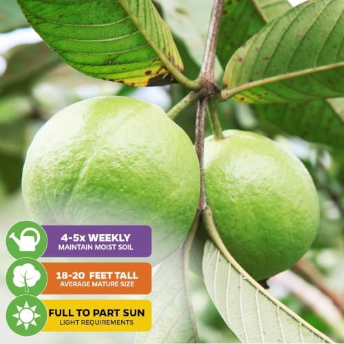 Bright Pink Guava Tree (1-Pack) Live Tropical Plant by Wellspring Gardens - Image 4