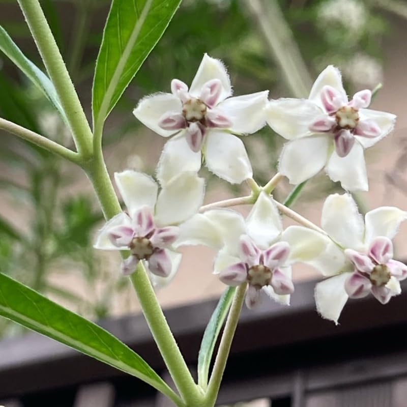 2 Vining Milkweed Live Plants, Perennial Flower Plant, 4-8 Inch Tall - Image 2