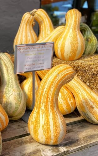 Orange Striped Cushaw Seeds - 60+ Count - for 2026 Planting Southern Kershaw Pumpkin Tennessee Sweet Potato Squash Gourd Silver Garden Vegetable Grow Your Own Home Farm Patio Healthy - Image 5