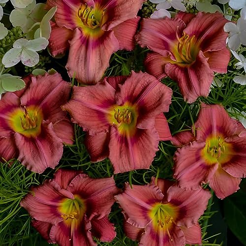Votaniki Hemerocallis 'Rosey Returns Daylily' - Long Blooming, Perennial Daylily Bare Root for Plant | Perfect Addition to Any Garden - Easy to Gow and Low Maintenance (2 Pack) - Image 4