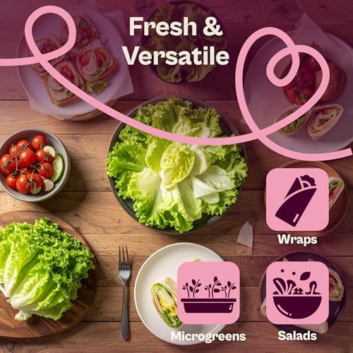SVI 3000 Buttercrunch Lettuce Seeds (Lactuca Sativa) – Butter Lettuce Head Seed Packets Bulk – Heirloom Vegetable Seeds for Outdoor & Indoor Vegetable Garden, Containers - Image 4
