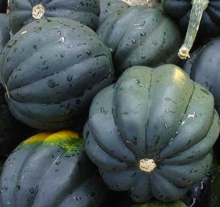 Squash Seeds- Table Queen Acorn- Heirloom- 40+ Seeds by Ohio+Heirloom+Seeds
