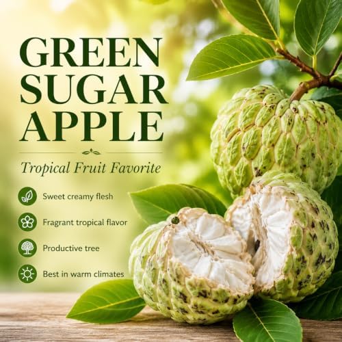 Green Sugar Apple Fruit Tree, 2-3 Ft Tall, 3 Gallon Pot, Hardy Tropical Fruit Plant for Landscape, Backyard Orchard and Outdoor Garden (No Ship to CA, HI, AK) - Image 4