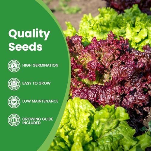 7 Variety Mix Lettuce Seeds - 7000+ Heirloom Lettuce Seeds for Planting Including Romaine, Butter Lettuce, Iceberg Lettuce, etc - Outdoor Hydroponics Gardens Fresh Leafy Green Vegetables Easy to Grow - Image 3