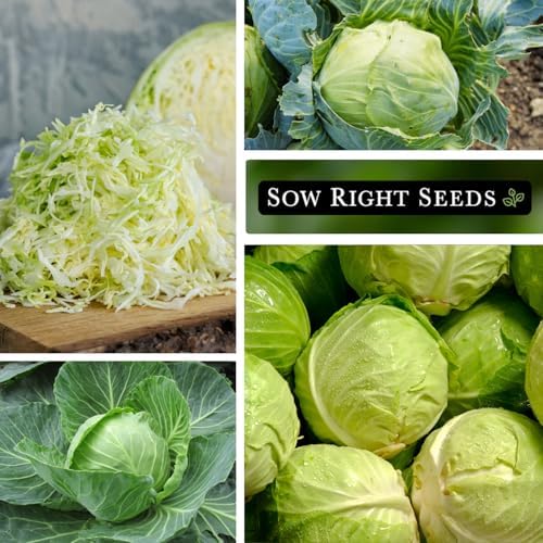 Sow Right Seeds - Early Round Dutch Cabbage Seed for Planting Vegetables - Image 4