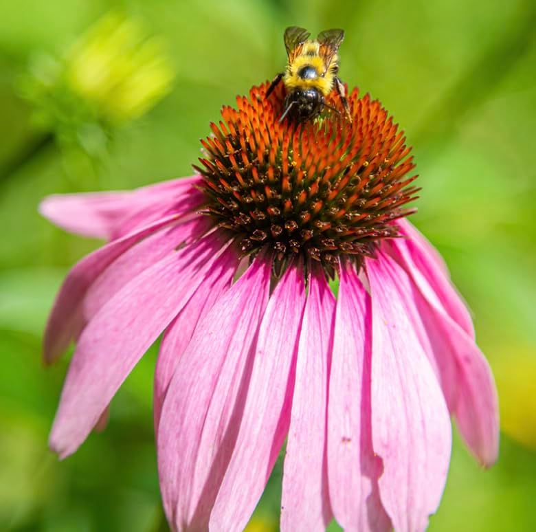32 Live Purple Coneflower Plants (Echinacea purpurea) Perennial Wildflowers from My Home Park – Individually Potted in 4” Pots – 4–8” Tall on Arrival - Not Seeds – Supports Pollinators – Zones 4–8 - Image 6