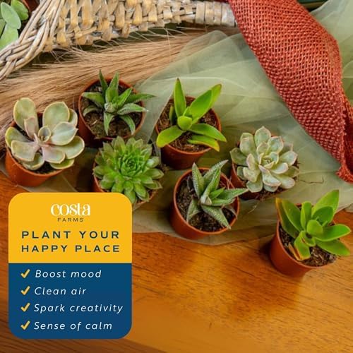 Costa Farms Mini Succulents, Live Indoor Plant, Easy Care, Home Decor - Image 5