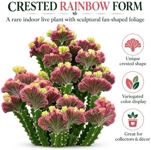 Rainbow Mermaid Tail Cactus Live Plant, Rare Crested Variegated Cactus - Image 7