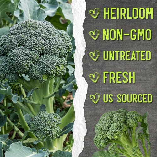Seed Needs Calabrese Broccoli Seeds to Plant Heirloom & Non-GMO 10 Packs - Image 6