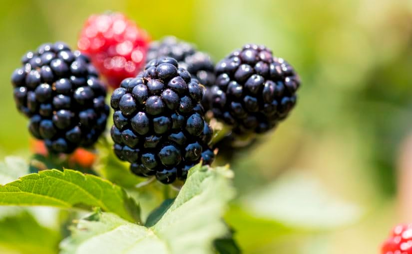 Ponca BlackBerry Plants Pack of 2 - (5-9" Tall) – Sweetest Thornless Live Berry Bushes – Cold Hardy Zones 5-9 – Self-Supporting Rubus Starter for Patio Containers or Outdoor Gardens – High Yield - Image 2