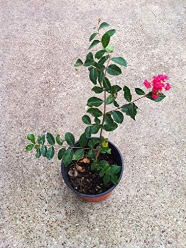 6 Pack - Red Flowering Crape Myrtle Trees - Lagerstroemia - Quart Container - 6-12 Inches Tall - Image 3